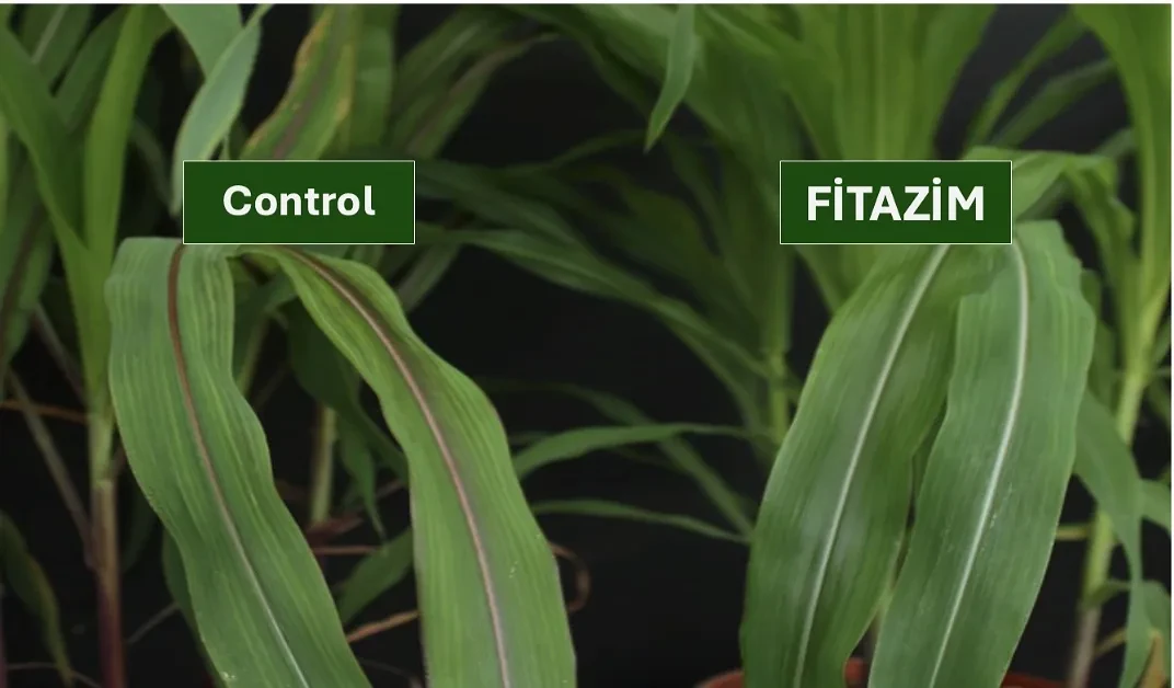 Control plants without Fitazim